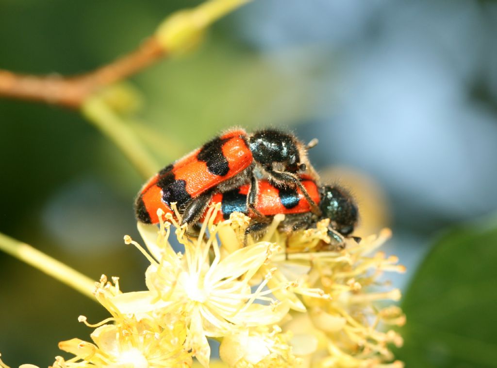 Coppia di Trichodes apiarius, Cleridae.